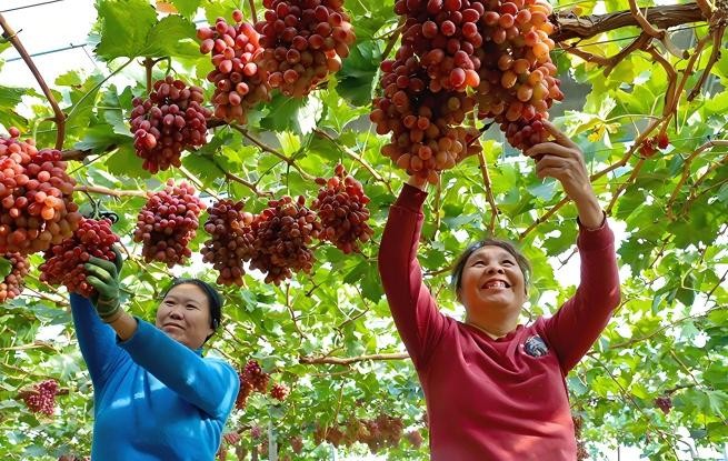 甘肅臨澤：采摘葡萄